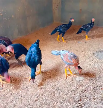 دجاج باكستاني 1