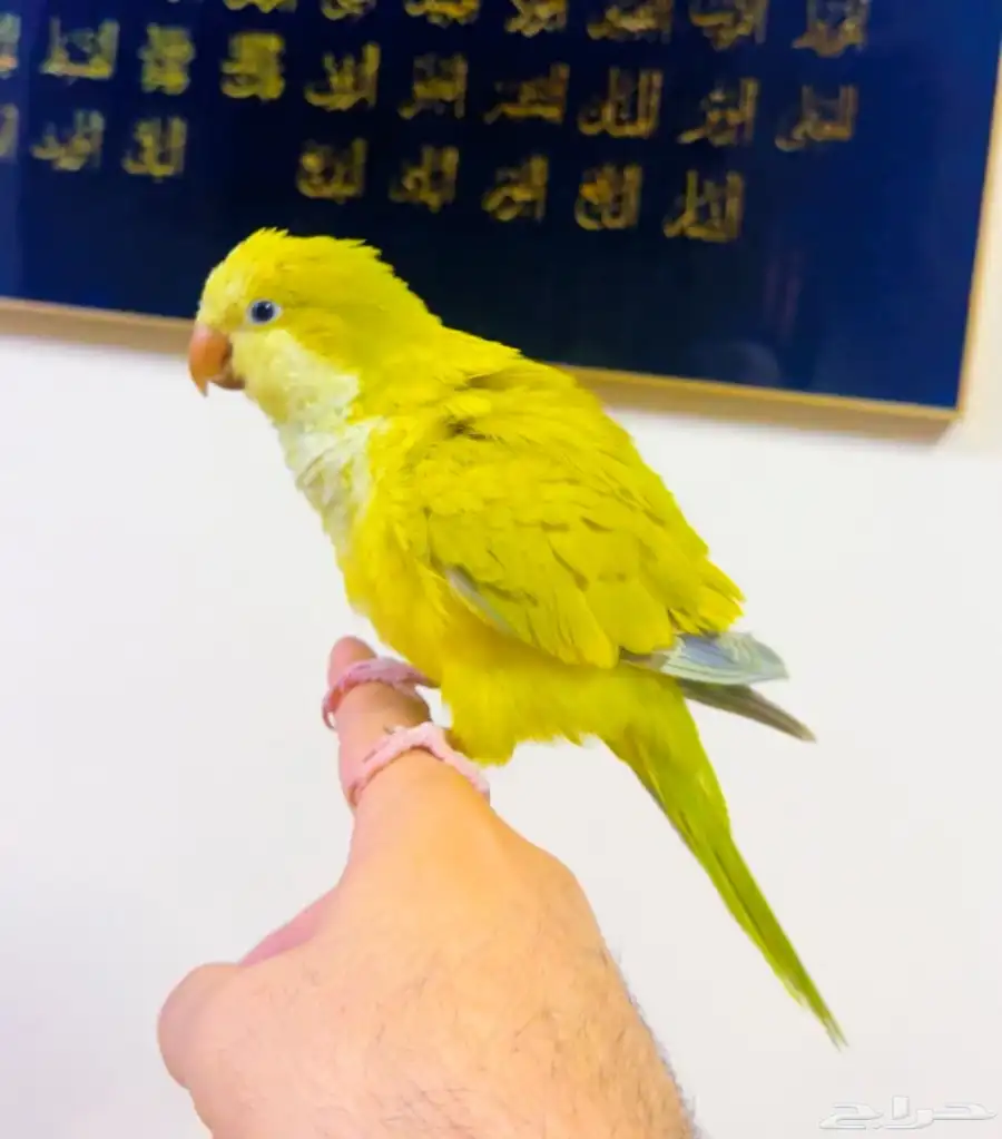 كويكر تفاحي اليف جدا جدا وهدد 0