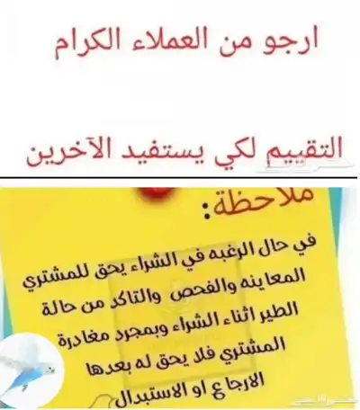 زوج حمام رقاص هولندي مذيل للبيع 1