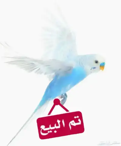 زوج حمام رقاص هولندي مذيل للبيع 0