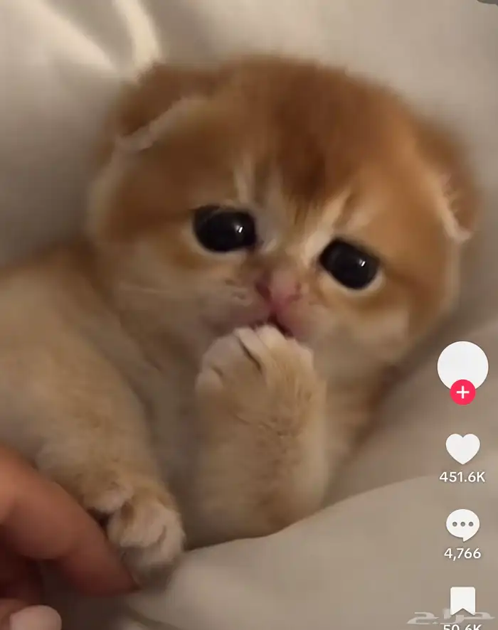 ابي قطوه سكوتش 0