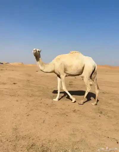 للبيع لقحه 0