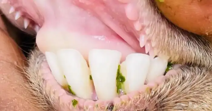 فحل ماعز البورقت 6