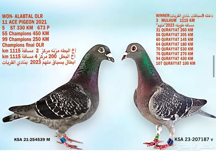 حمام زاجل سباق 3
