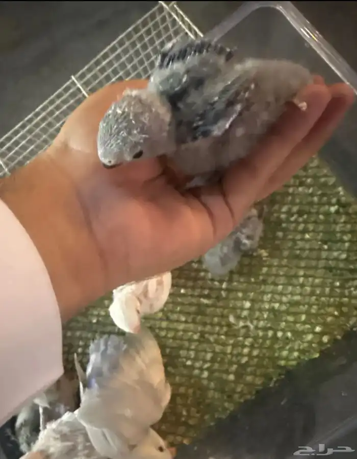 فروخ روز غار 1