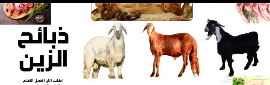 ذبايح طليان حري سواكني تيوس عوراض 0