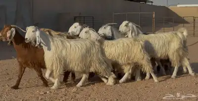 معزا مصريات طيبه وشبب الغالب ثنوات 0