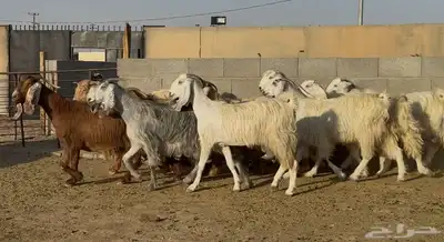 معزا مصريات طيبه وشبب الغالب ثنوات 3