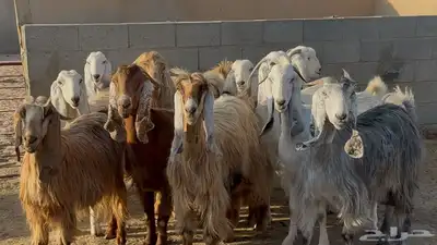 معزا مصريات طيبه وشبب الغالب ثنوات 2