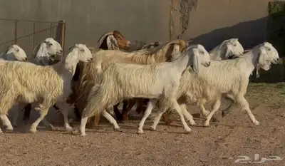 معزا مصريات طيبه وشبب الغالب ثنوات 5