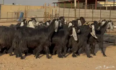 معزا عوارض ربش أشباب العدد 17 1