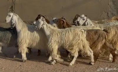 معزا مصريات طيبه وشبب الغالب ثنوات 4