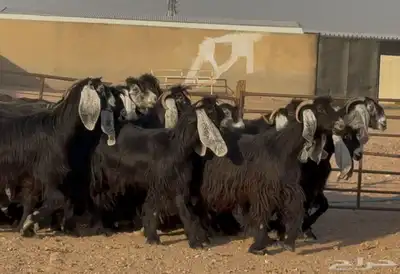 معزا عوارض ربش أشباب العدد 17 3