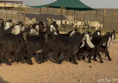 معزا عوارض ربش أشباب العدد 17 5