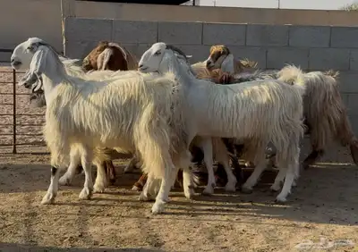 معزا مصريات طيبه وشبب الغالب ثنوات 1