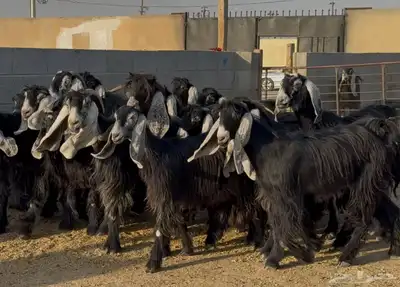 معزا عوارض ربش أشباب العدد 17 6