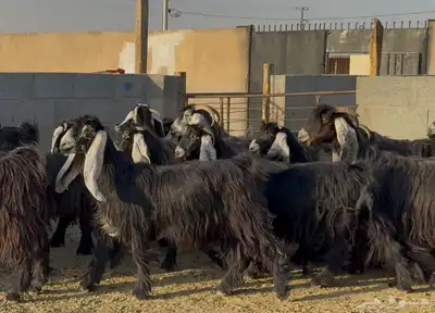 معزا عوارض ربش أشباب العدد 17 8