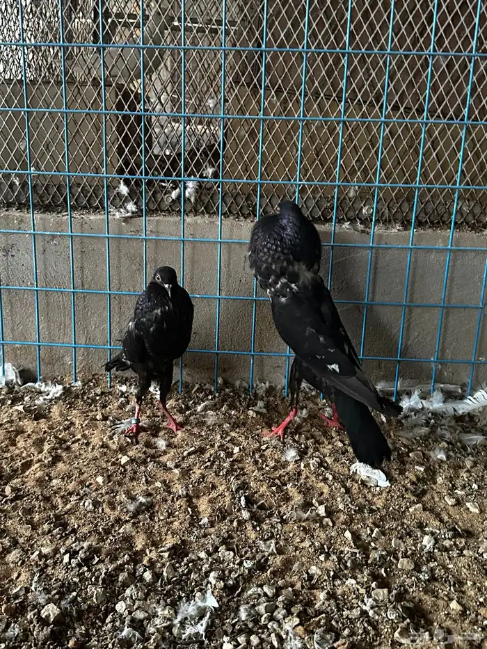 جوز نفاخ قلم وايت بار 2