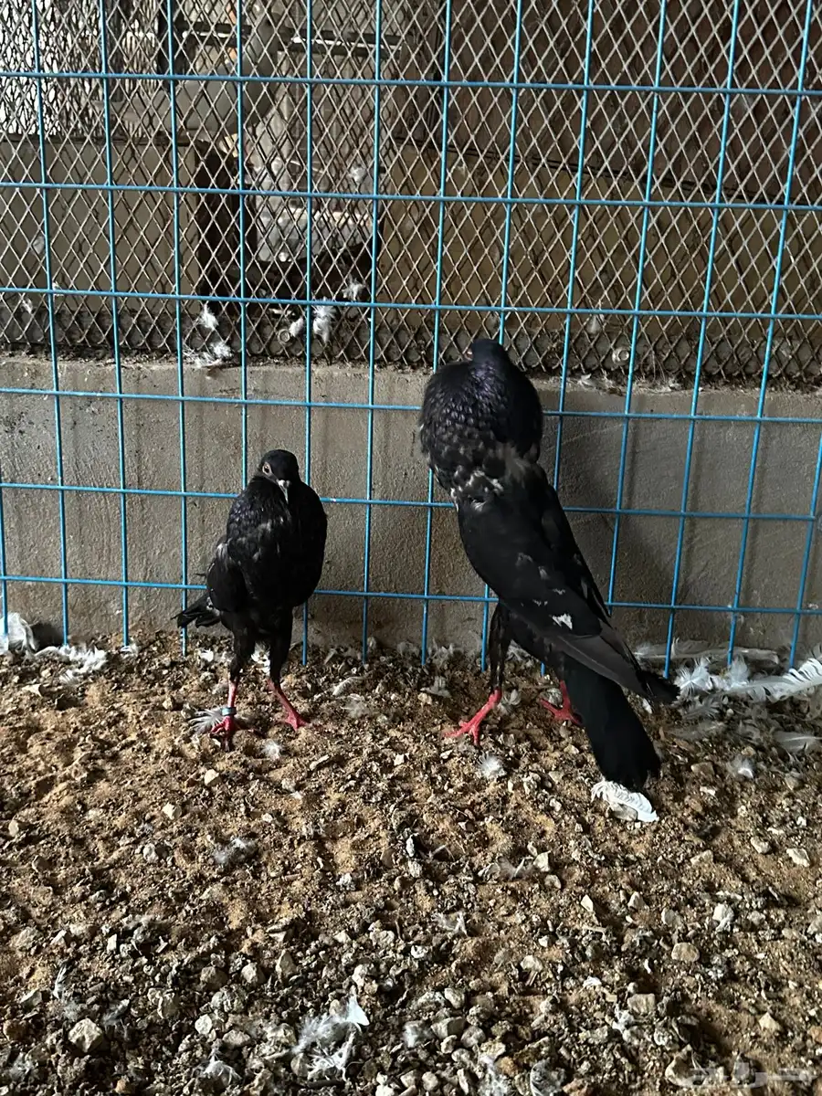 جوز نفاخ قلم وايت بار 2