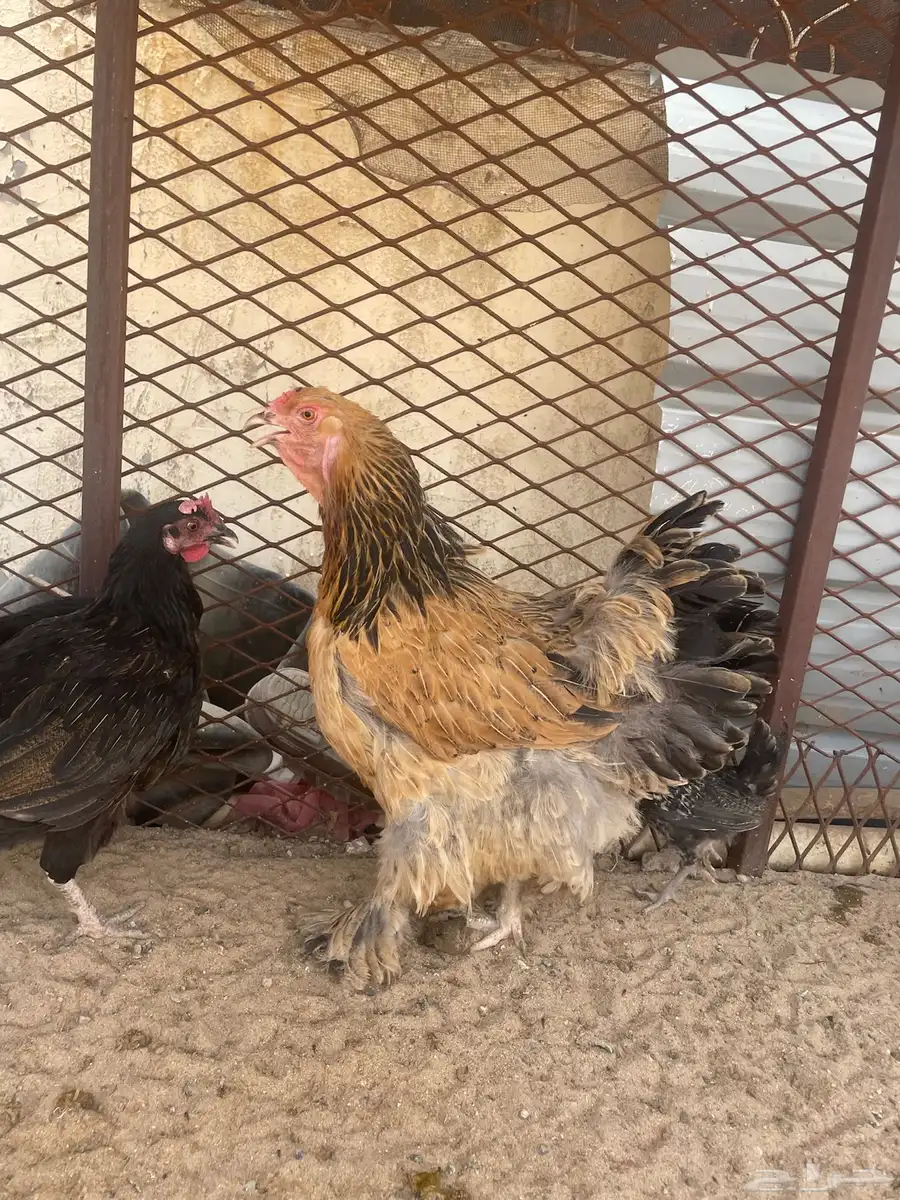 دجاج بلدي وديكه اخوان ودجاجه كولمبيه 1