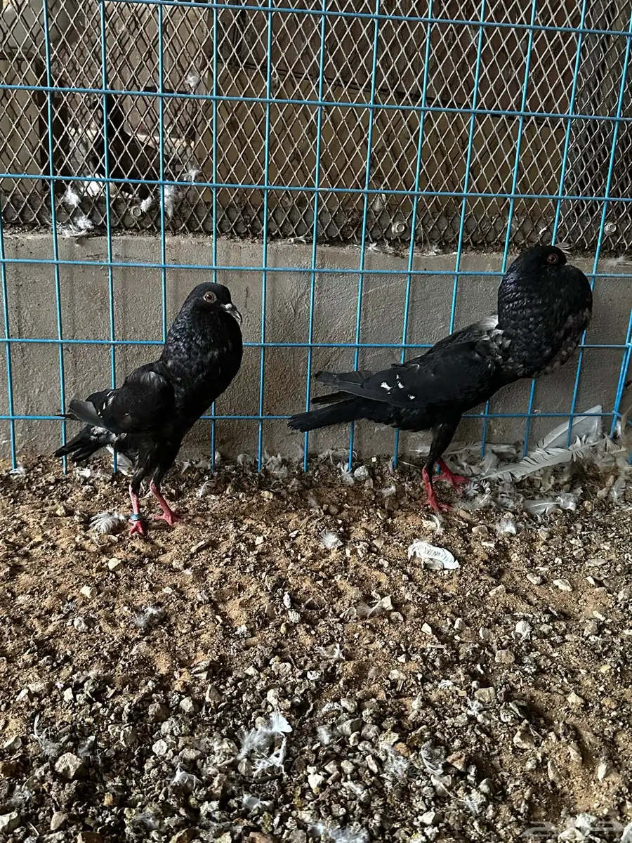 جوز نفاخ قلم وايت بار 1