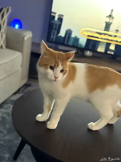 قطط تبني بكامل أدواتهم 4