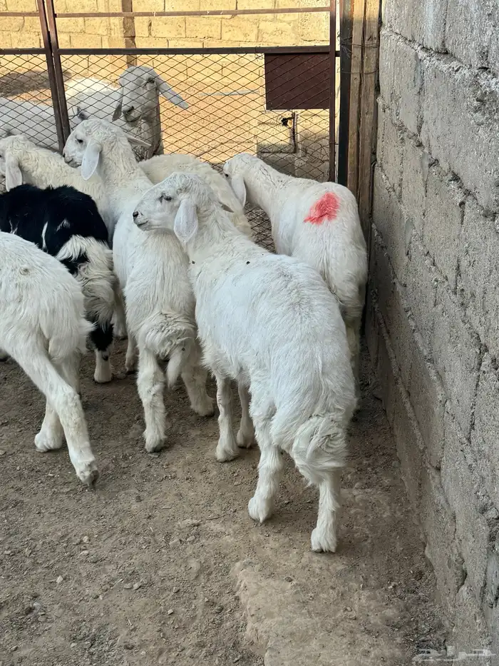 بادية العقيق 0