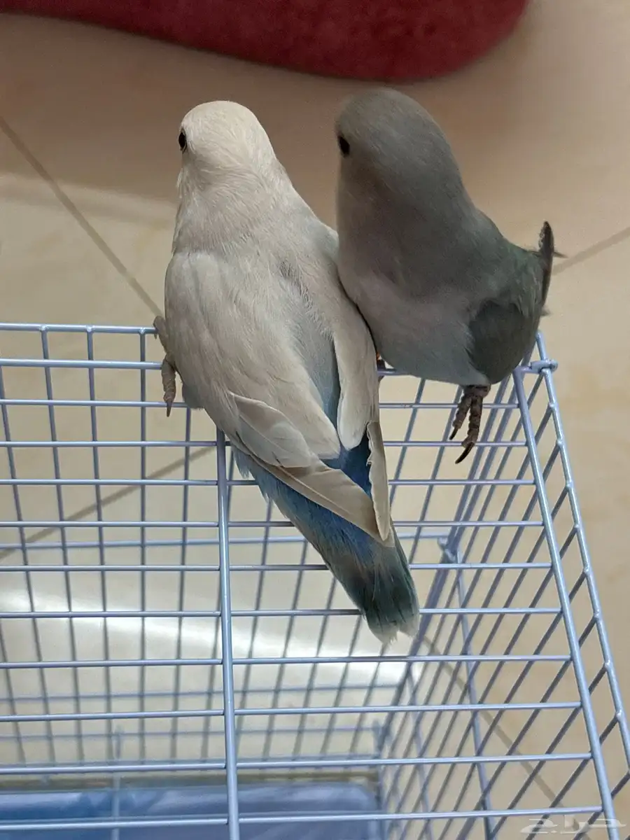 بغبغا روز زوجين   اليف جدا العمر واحد شهرين وثاني شهر ونص 0