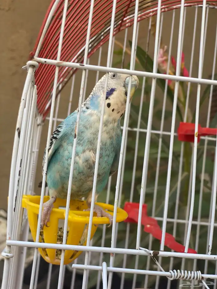 طير بادجي للبيع ع السوم 0
