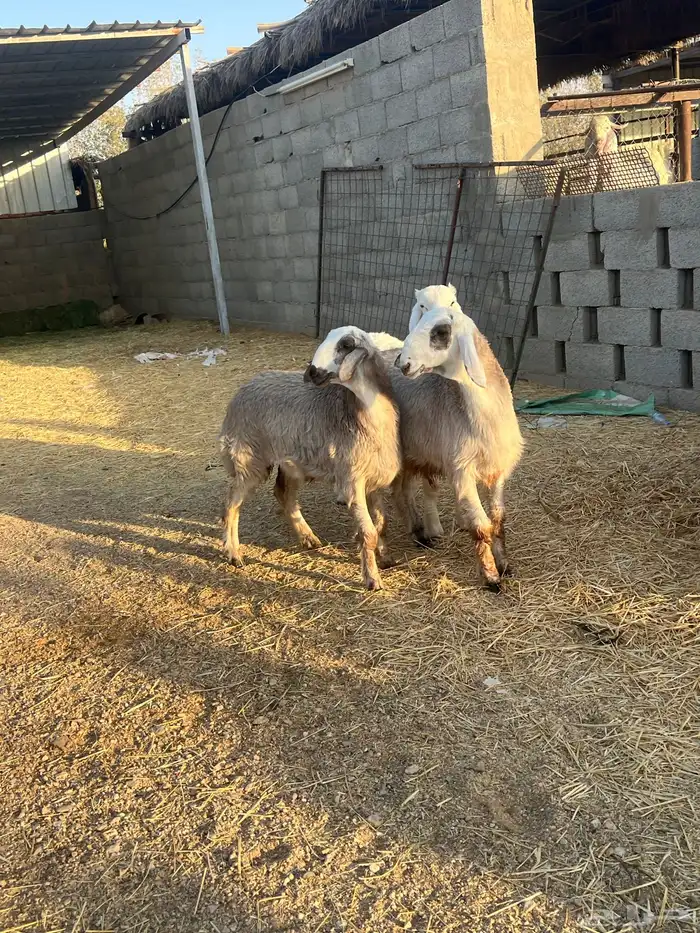 ذبايح حريات 1