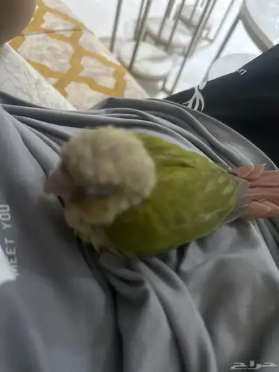 ببغاء كنيور نهاية غر يقبل الاكل وريشه جميل 0