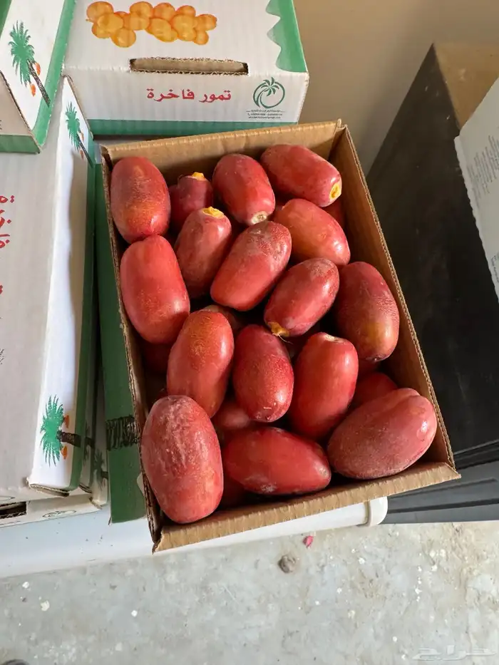 تمر سلج واخلاص وخنيزي وغره للبيع 4