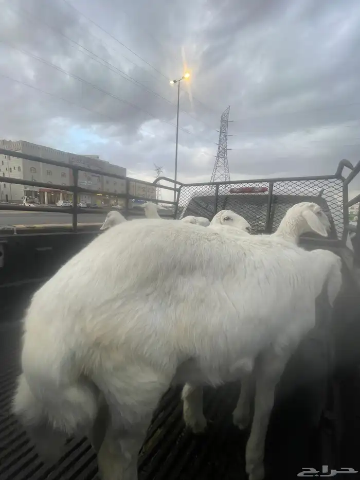 طليان ورحال كفو من المزرعه مشروطه من جميع العذاريب 3