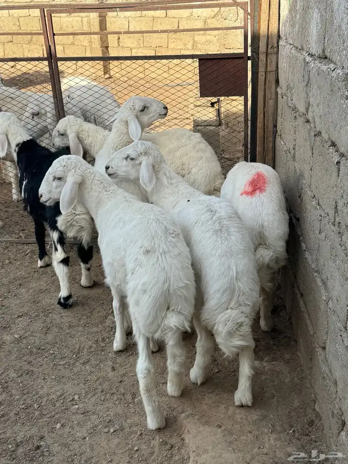 بادية العقيق 2