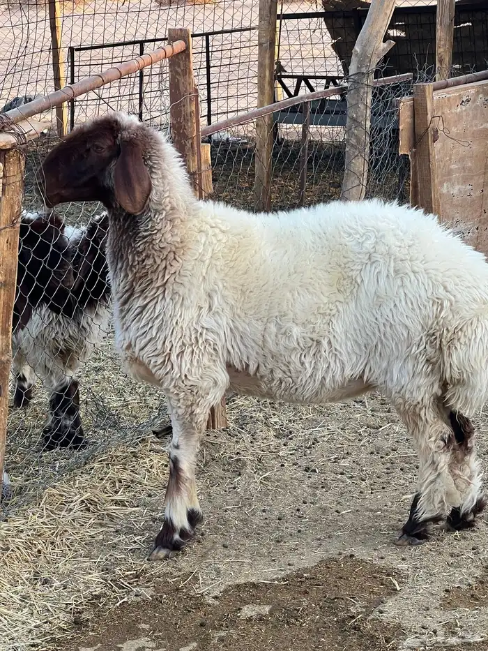 تممم البييع 1