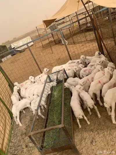بهم مهجن الام رفيديه الاب حري 1
