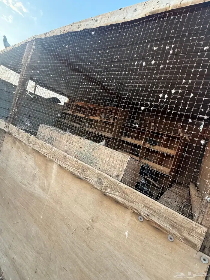 حمام للبيع 3
