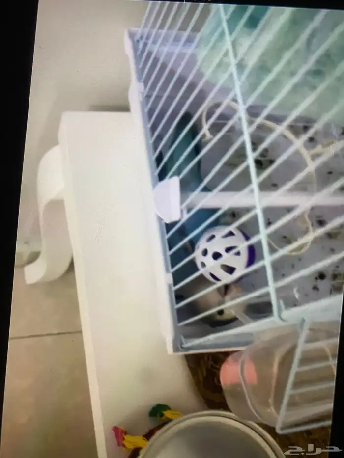 بغبغاء الروز ضايعع 3