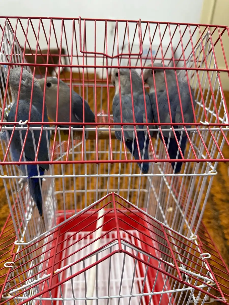 ببغاء روز اعمارهم صغيره هدد الوانهم جميله صحتهم حلوه 3