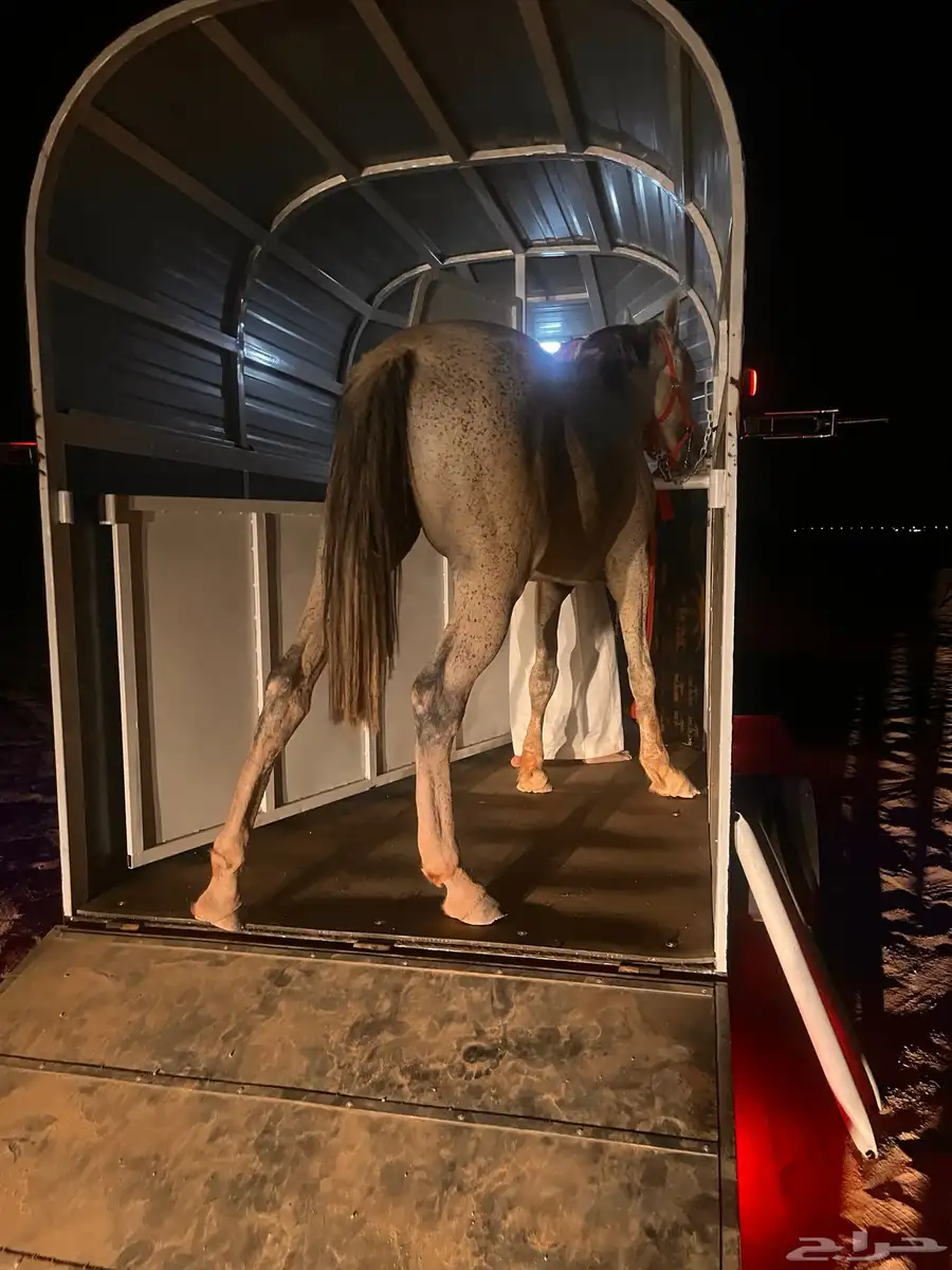 عربة نقل خيل 0