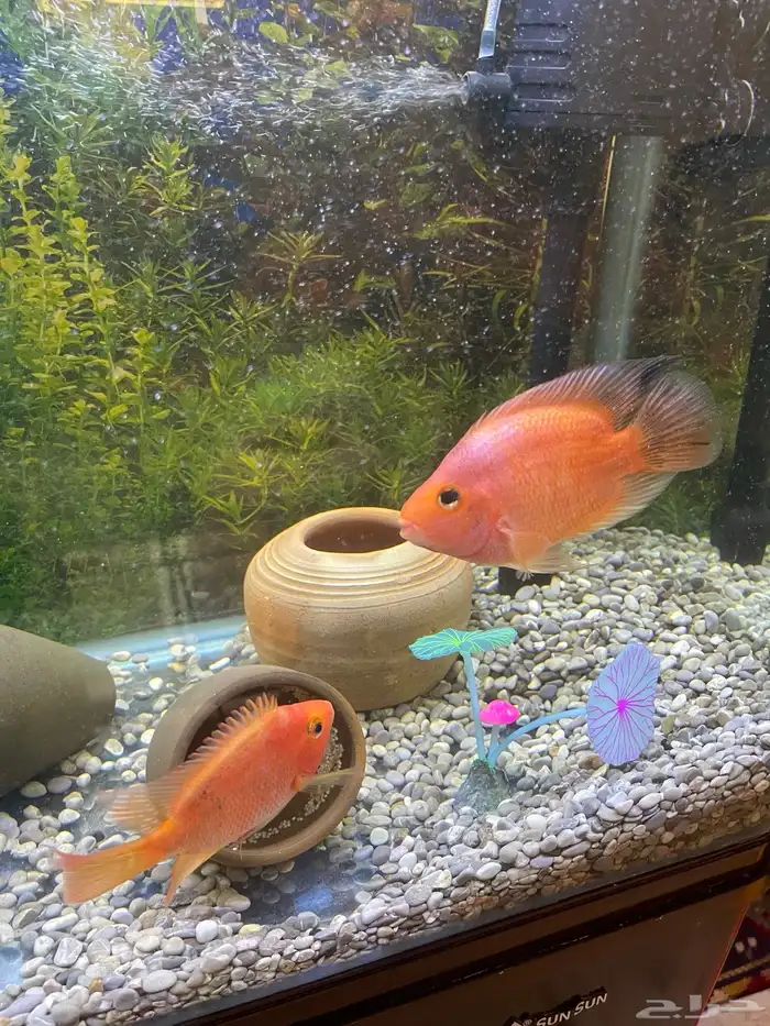 زوج من سمكة الباروت ووضعه البيض 0