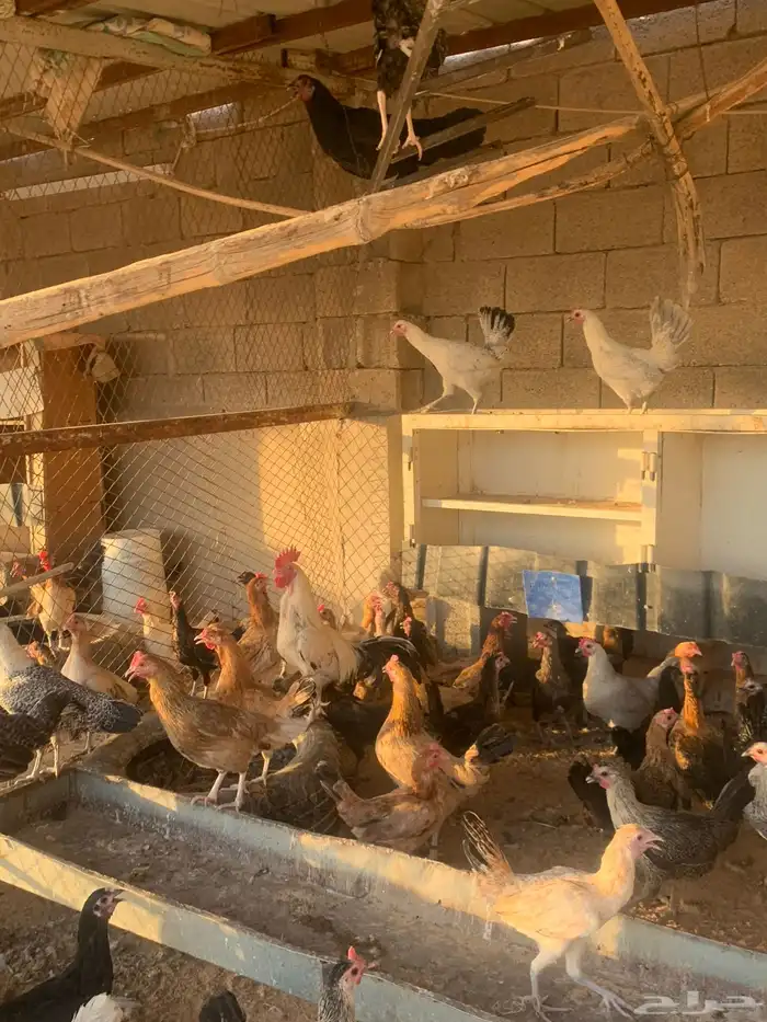 دجاج بياض البيع جميع 120 2