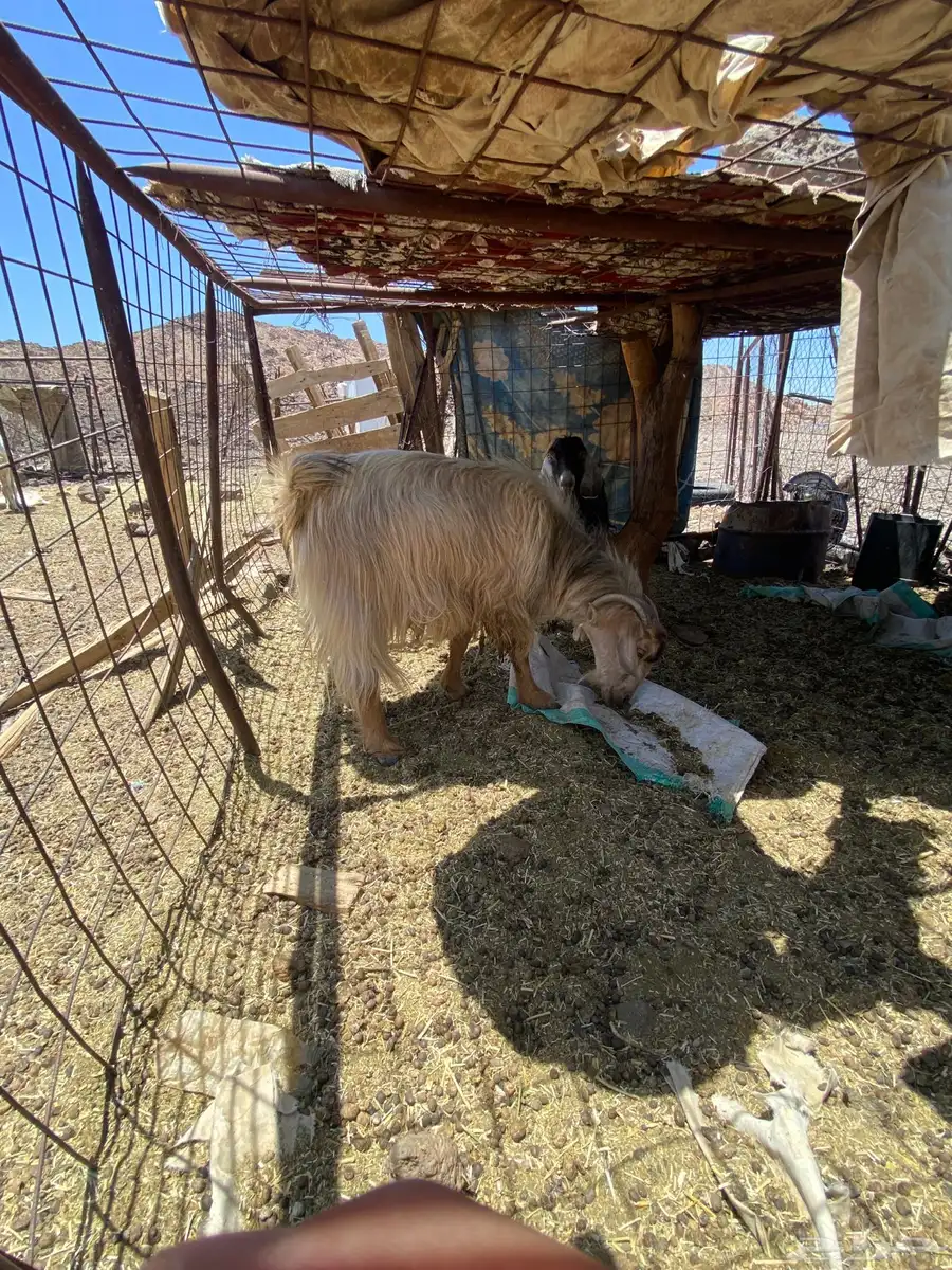 تيوس سمان مقفلات شحم 2جذع واحد رباع الموقع رخو غريت دوينه 4