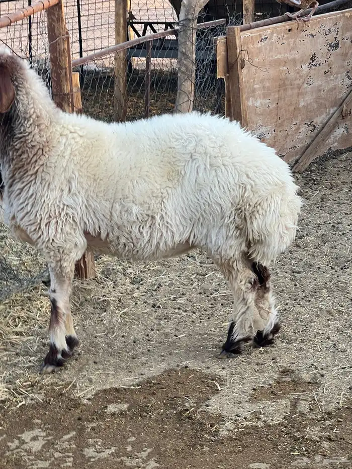 تممم البييع 2