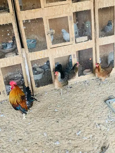 دجاج عربي وافرق مفرخات واطقم 15