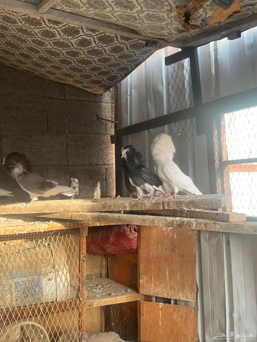 حمام بلجيكي وجاكوبين 8
