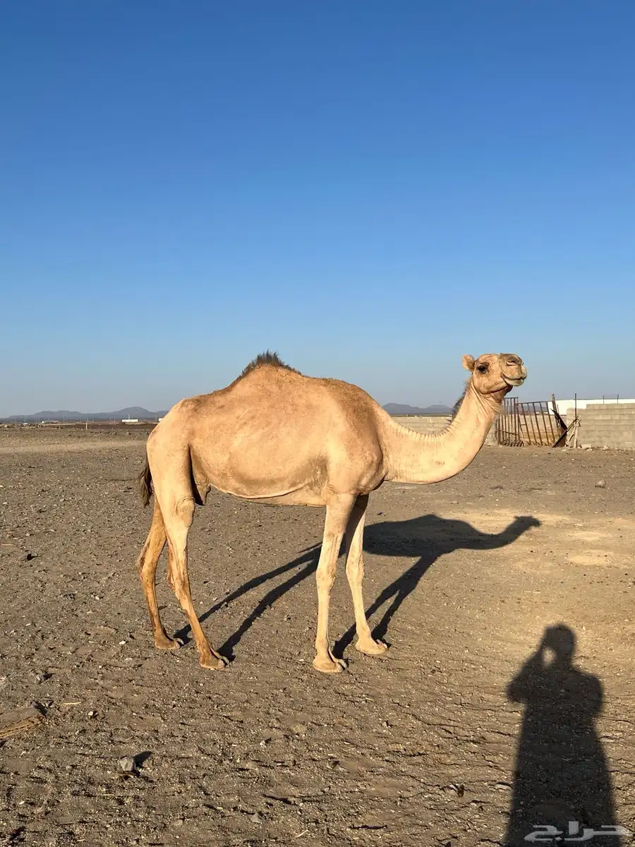نياق جيش للبيع حايل ولقحه 0