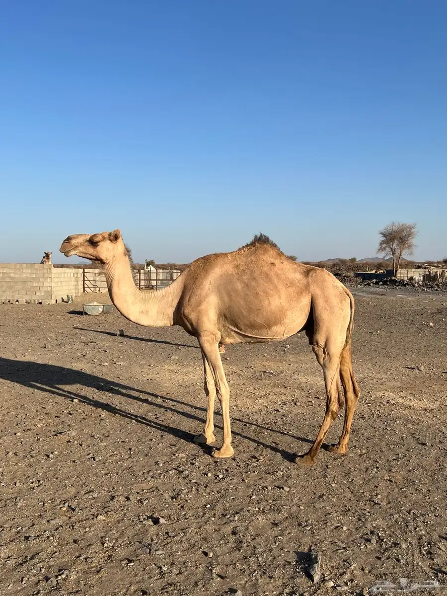 نياق جيش للبيع حايل ولقحه 2