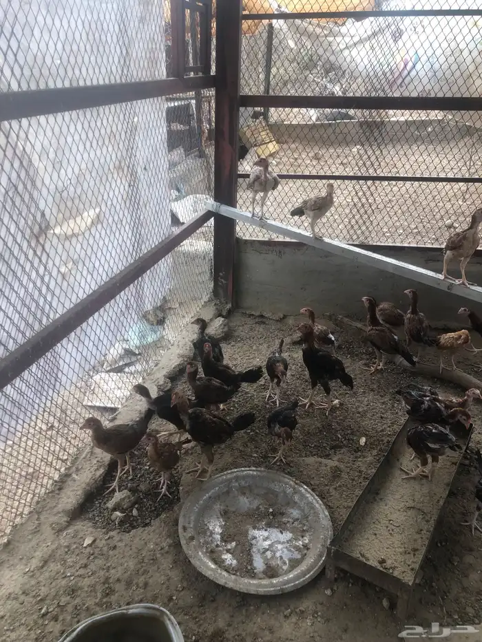 فروخ دجاج باكستاني 3