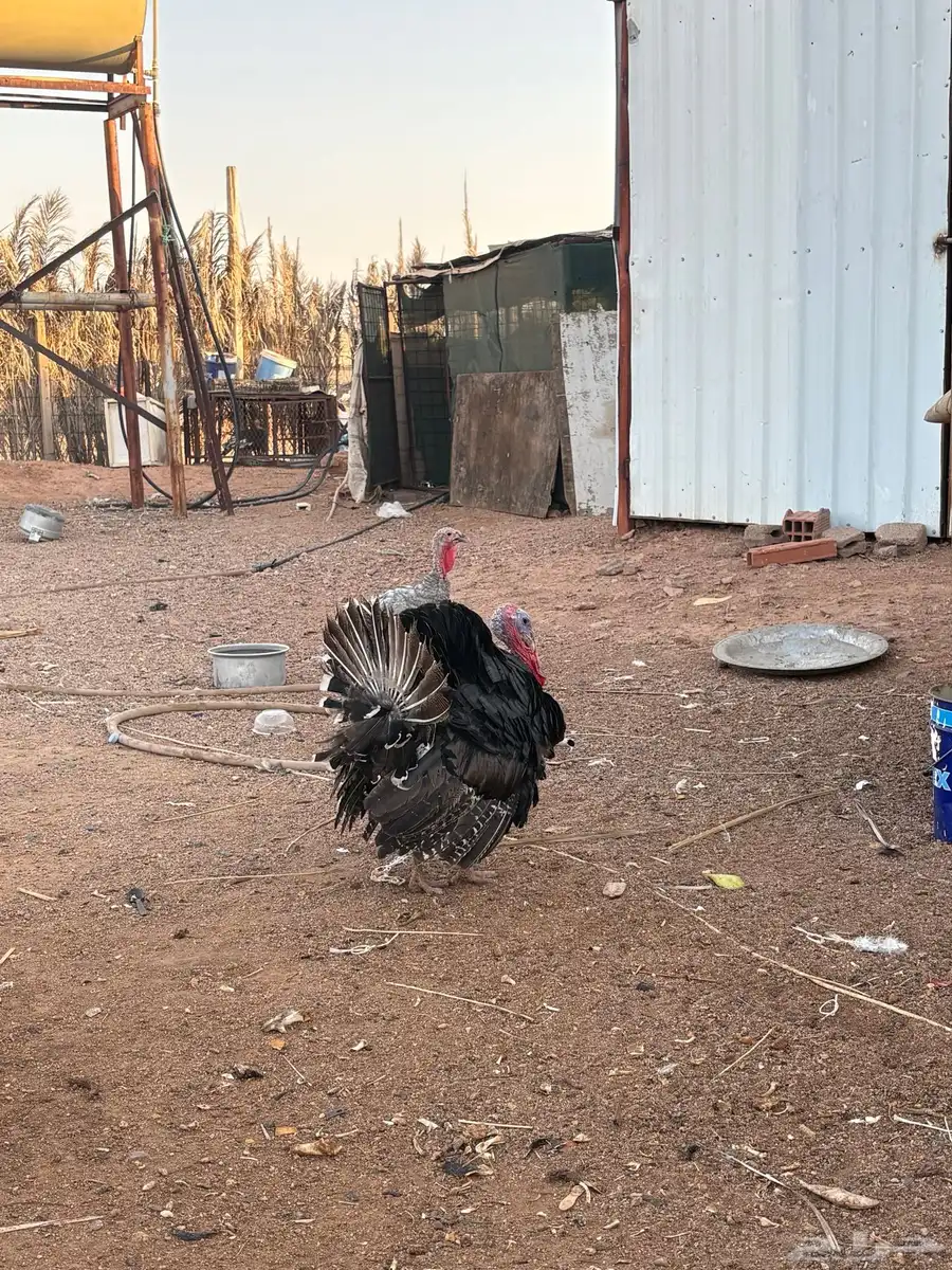 دجاج رومي   شرط الصحه وبياض 2